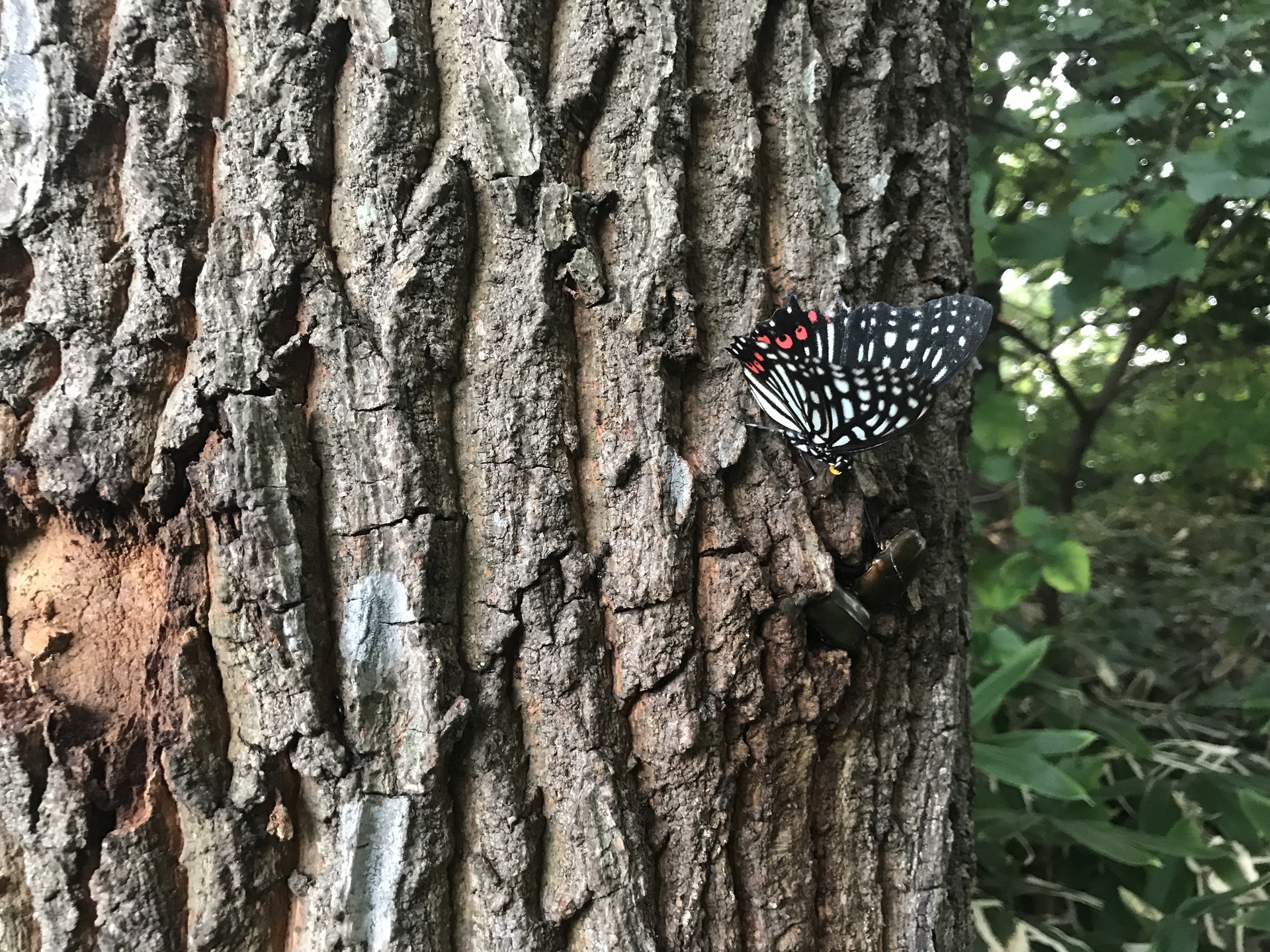 カブトムシの採集ポイントは昼間の内に見つけておきましょう こんな木がおすすめです クワガタムシとカブトムシ採集と飼育 ブリード ペット図鑑