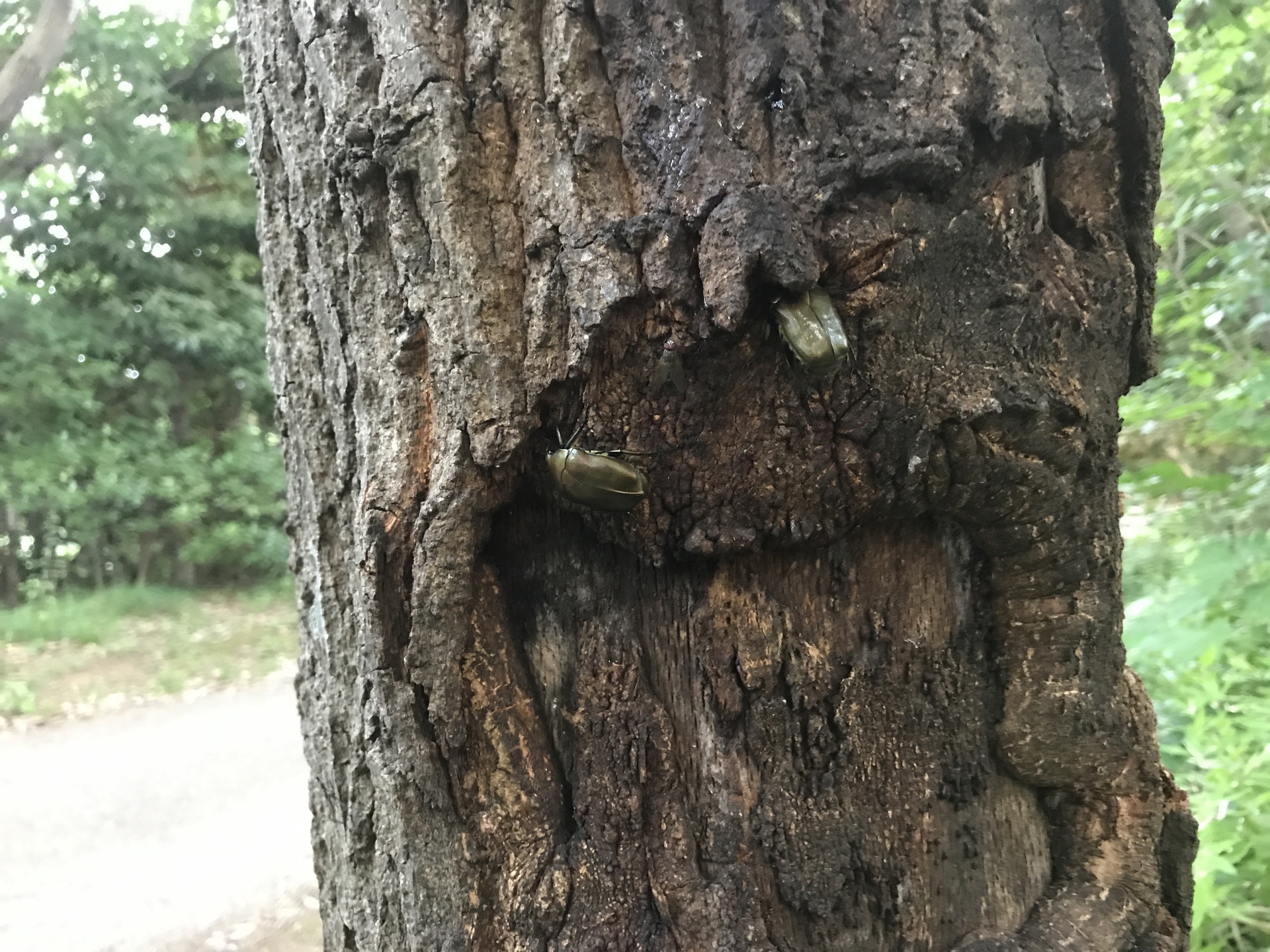 カブトムシの採集ポイントは昼間の内に見つけておきましょう こんな木がおすすめです クワガタムシとカブトムシ採集と飼育 ブリード ペット図鑑